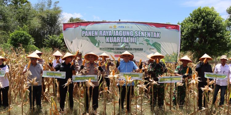 Polres Maros Gelar Panen Raya Jagung, Dukung Swasembada Pangan Nasional