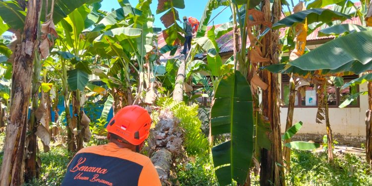 POHON TUMBANG TIMPA SDN 14 SAMANGGI MAROS, LIMA SISWA LUKA RINGAN