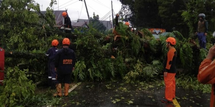 POHON TUMBANG LUMPUHKAN JALUR TRANS-SULAWESI MAROS–BONE