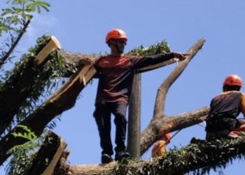 ANTISIPASI CUACA EKSTREM, BPBD MAROS PANGKAS POHON RAWAN TUMBANG