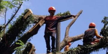 ANTISIPASI CUACA EKSTREM, BPBD MAROS PANGKAS POHON RAWAN TUMBANG