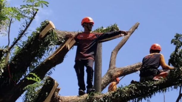 ANTISIPASI CUACA EKSTREM, BPBD MAROS PANGKAS POHON RAWAN TUMBANG