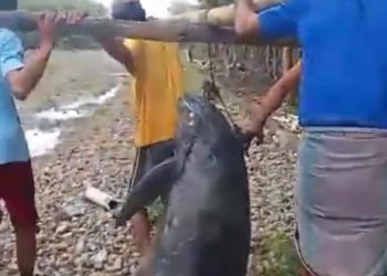 LUMBA-LUMBA TERJEBAK DI HUTAN MANGROVE KURI-CADDI MAROS BERHASIL DIEVAKUASI