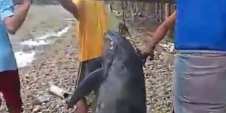 LUMBA-LUMBA TERJEBAK DI HUTAN MANGROVE KURI-CADDI MAROS BERHASIL DIEVAKUASI